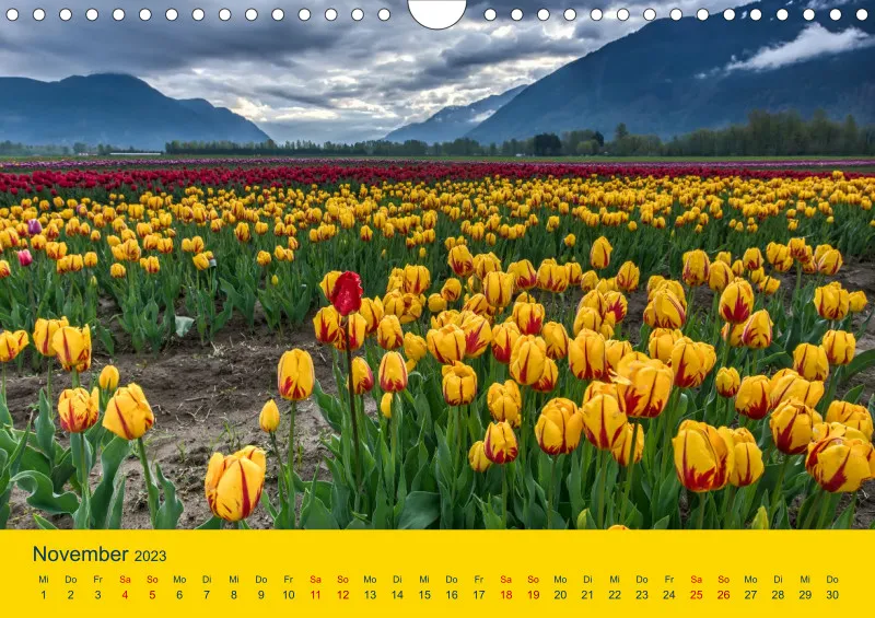 Tulpenkalender