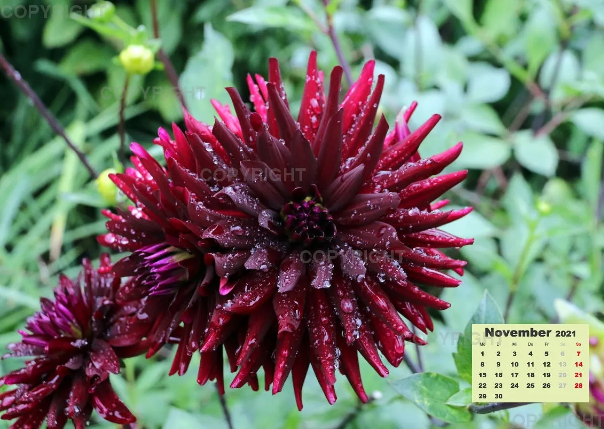 Dahlien 2021 (v2)