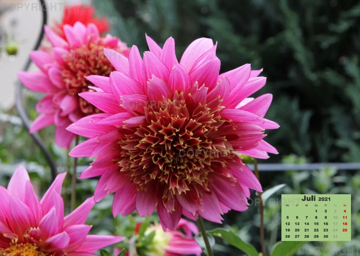 Dahlien 2021 (v1)