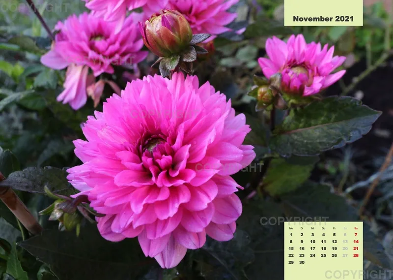 Dahlien 2021 (v4)