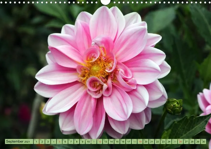 Dahlien 2021 (v5)