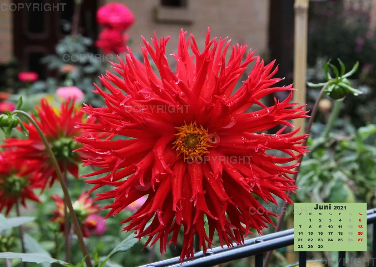 Dahlien 2021 (v1)