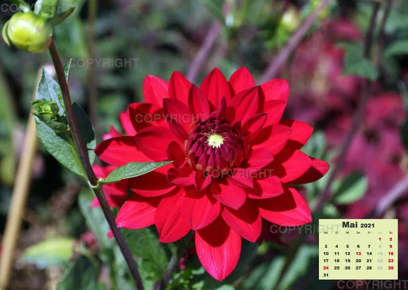Dahlien 2021 (v3)