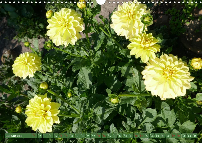 Blumen 2024