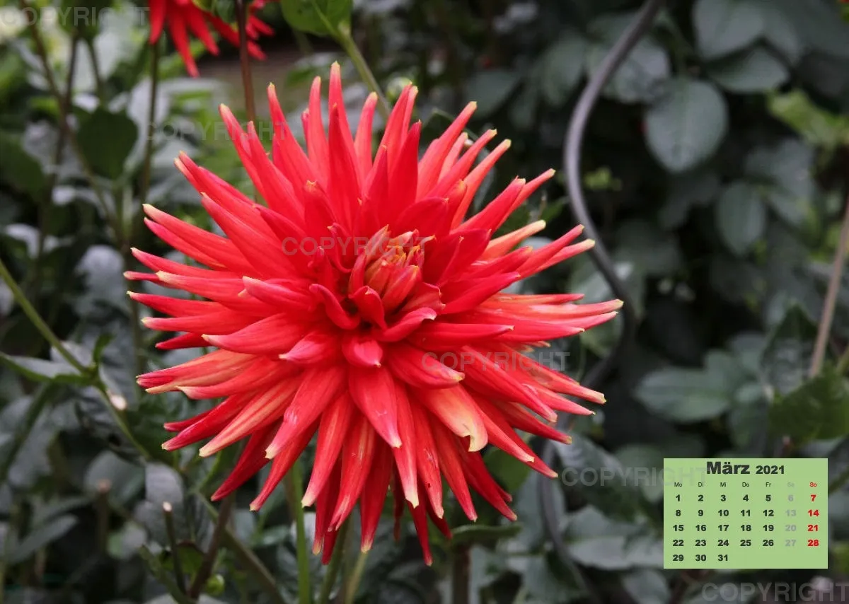 Dahlien 2021 (v1)