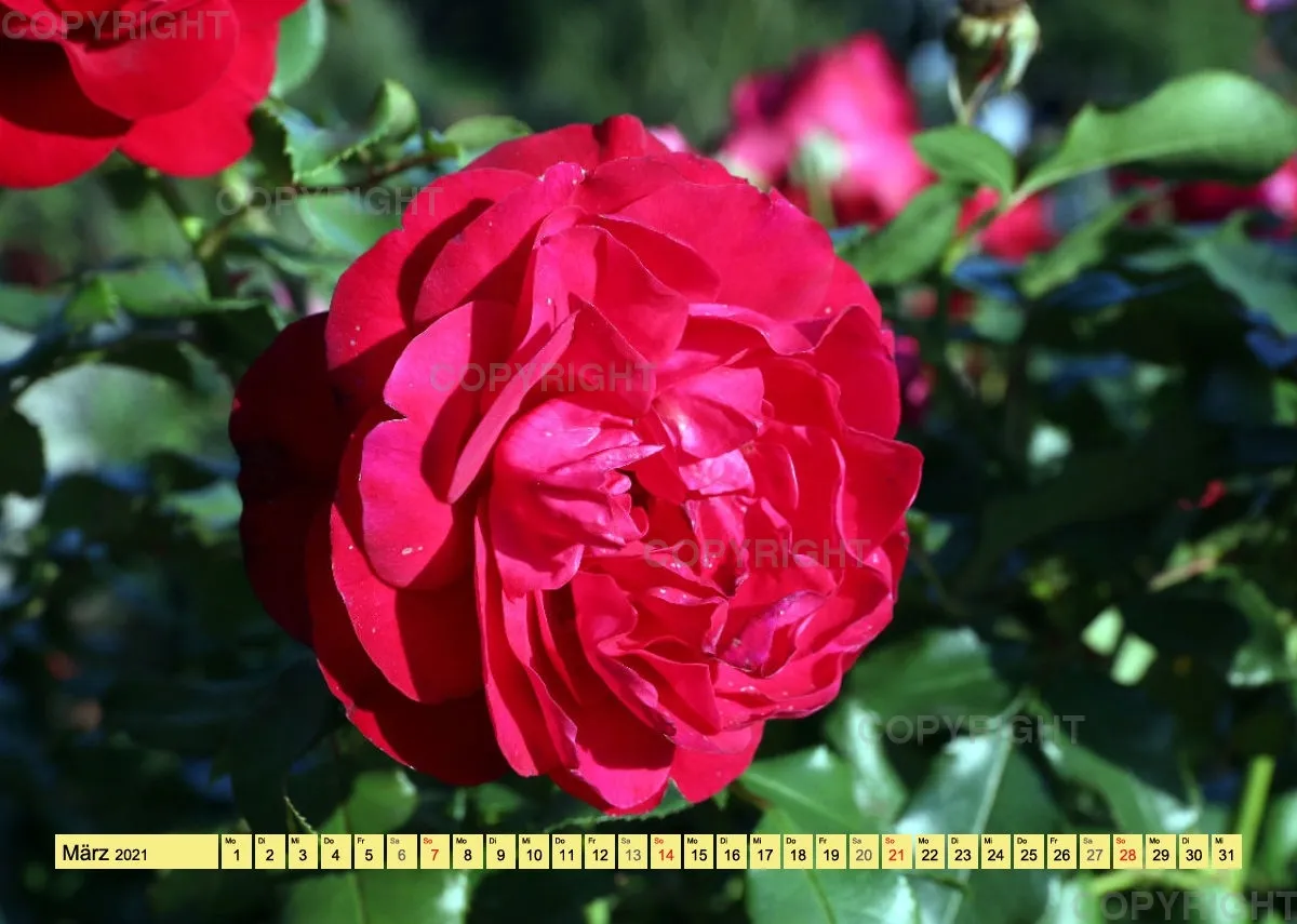 Rosen 2021 (v5 / A4)