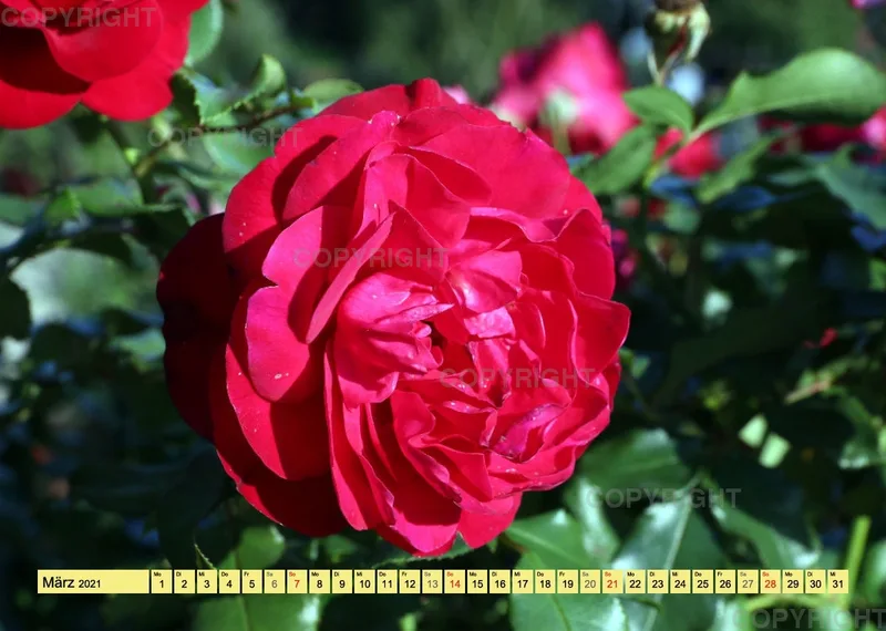 Rosen 2021 (v5 / A4)