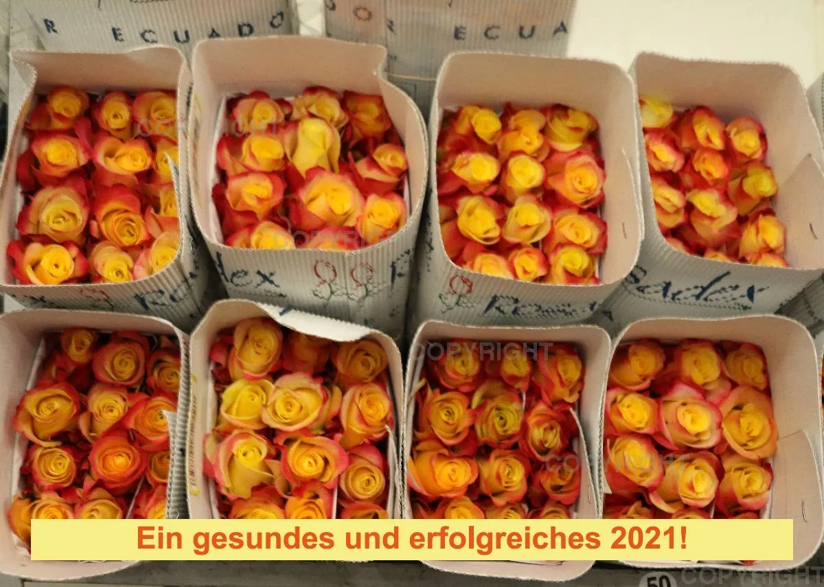 Rosen 2021 (v3 / A4)