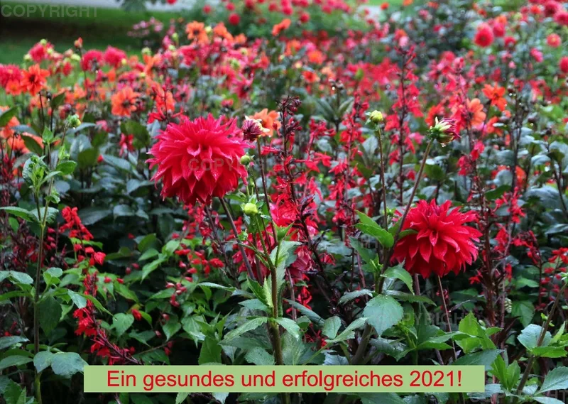 Dahlien 2021 (v1)