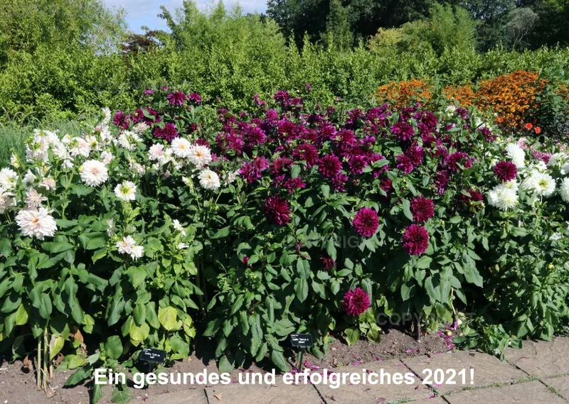 Dahlien 2021 (v3)