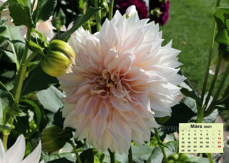Dahlien 2021 (v2)