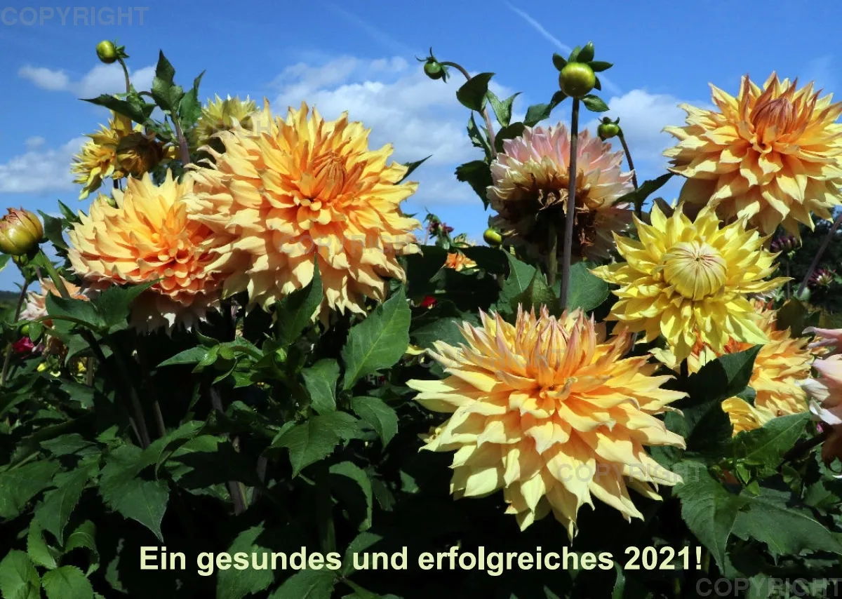 Dahlien 2021 (v2)