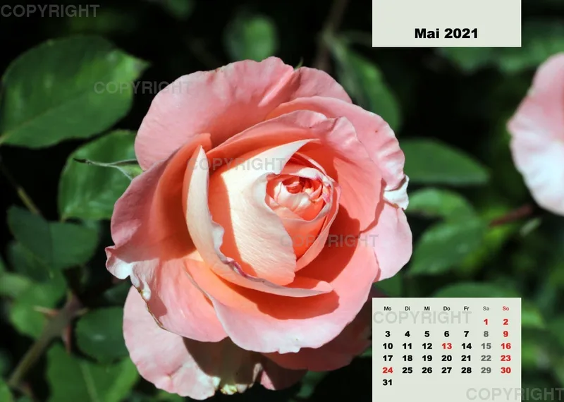 Rosen 2021 (v8 / A4)