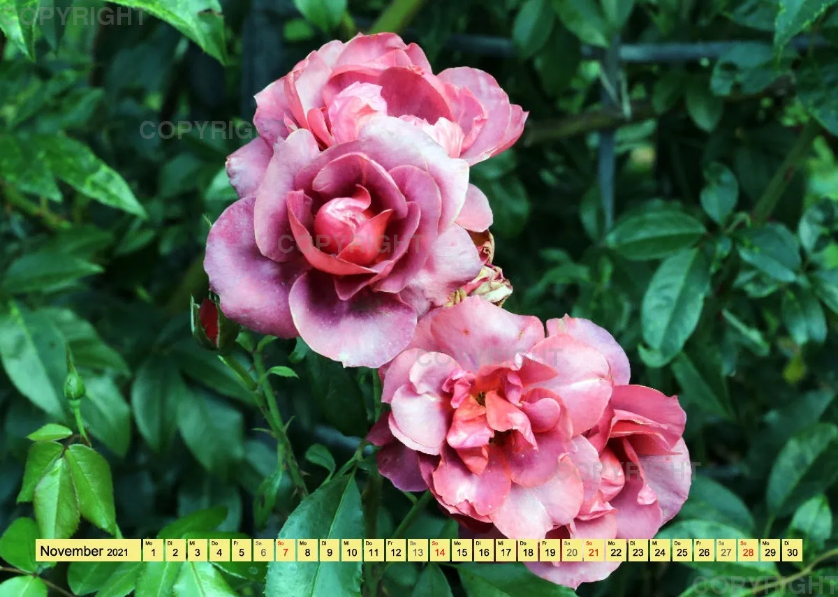Rosen 2021 (v9 / A4)