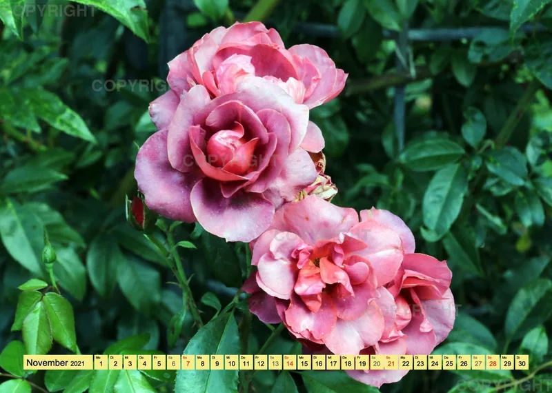 Rosen 2021 (v9 / A4)