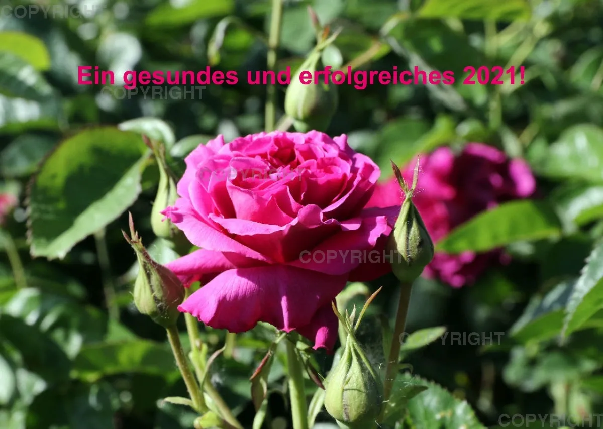 Rosen 2021 (v7)