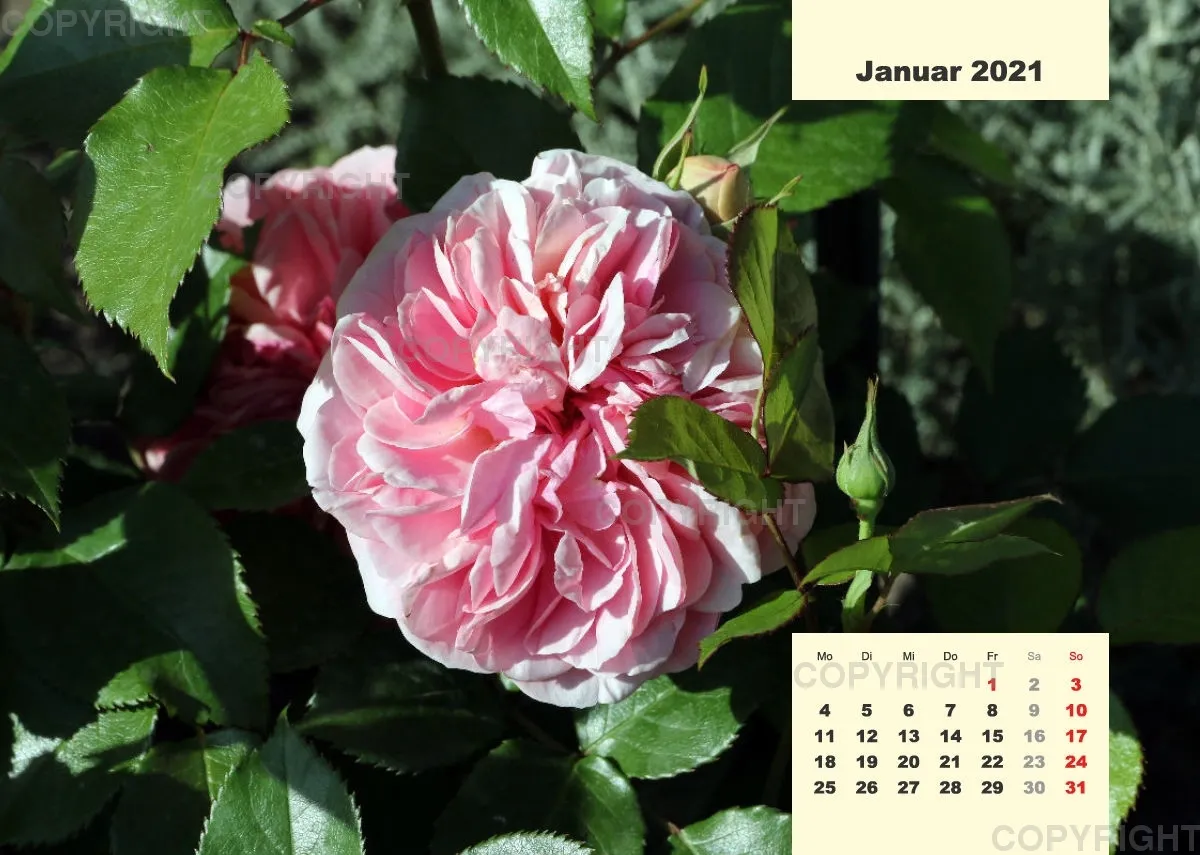 Rosen 2021 (v7 / A4)