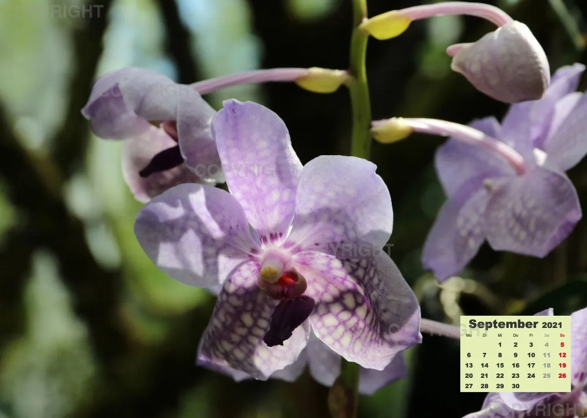 Orchideen 2021