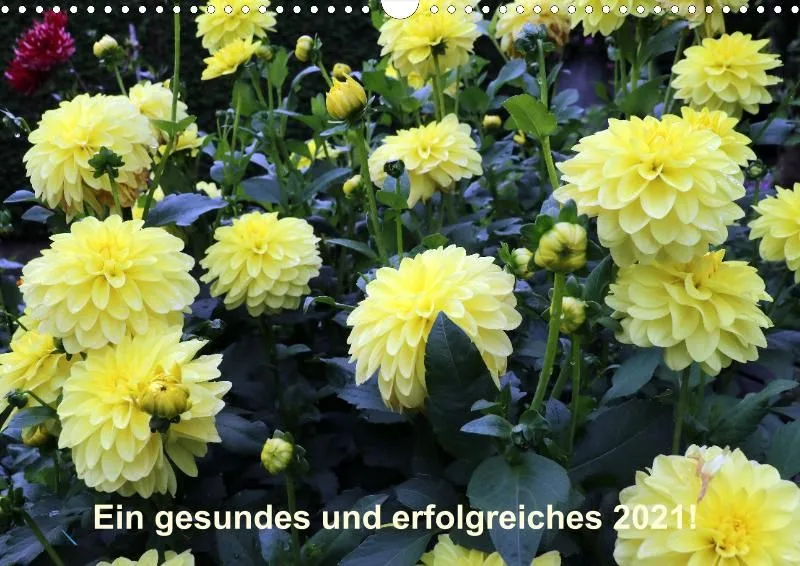Dahlien 2021 (v5)