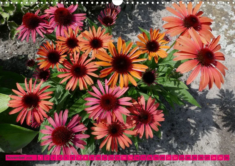 Blumen 2026