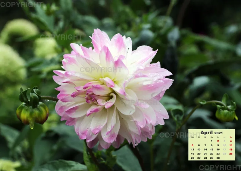 Dahlien 2021 (v3)