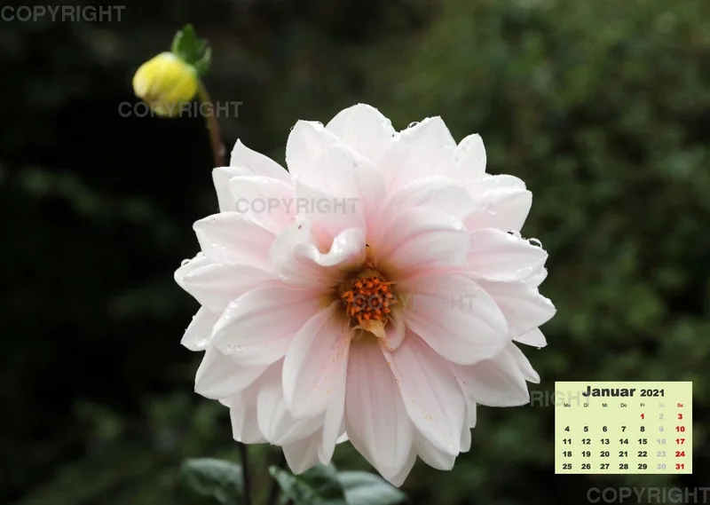 Dahlien 2021 (v3)