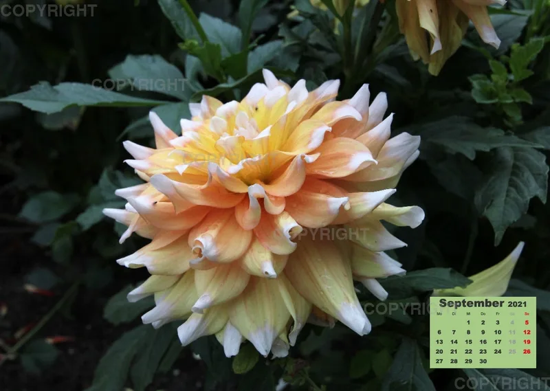 Dahlien 2021 (v1)