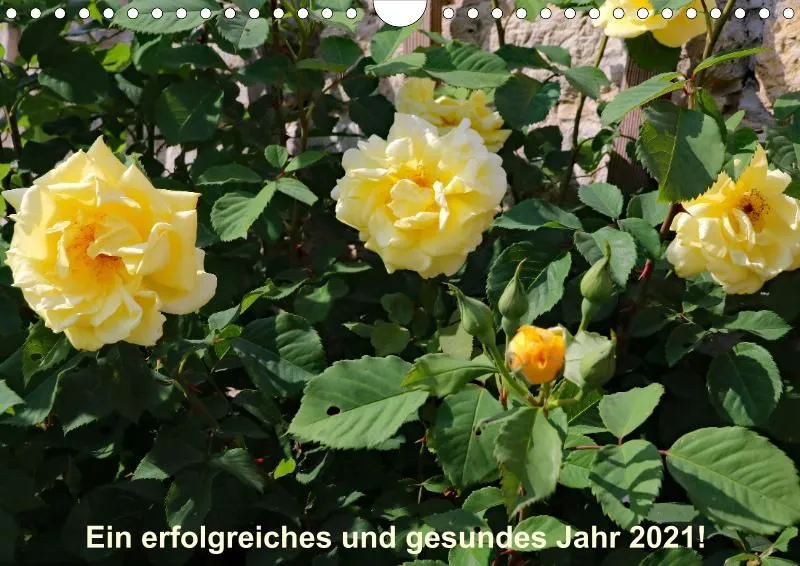 Rosen 2021 (v13 / A4)
