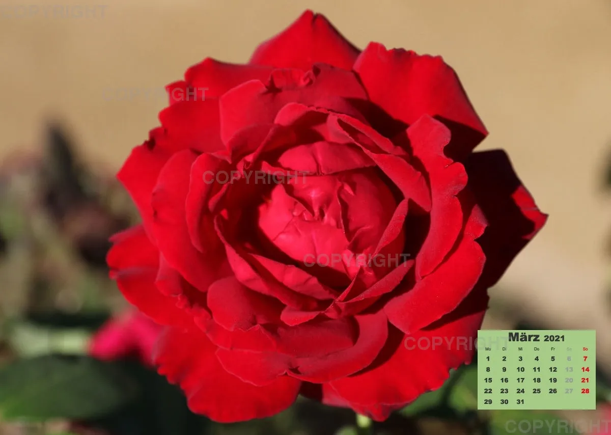 Rosen 2021 (v6)