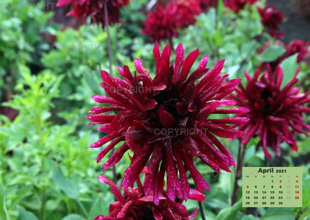 Dahlien 2021 (v1)