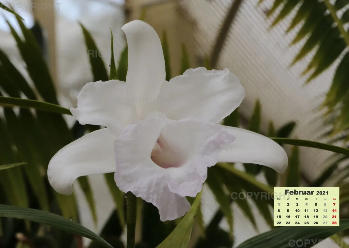 Orchideen 2021