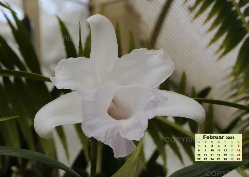 Orchideen 2021