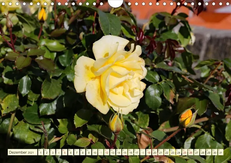Rosen 2021 (v14 / A4)