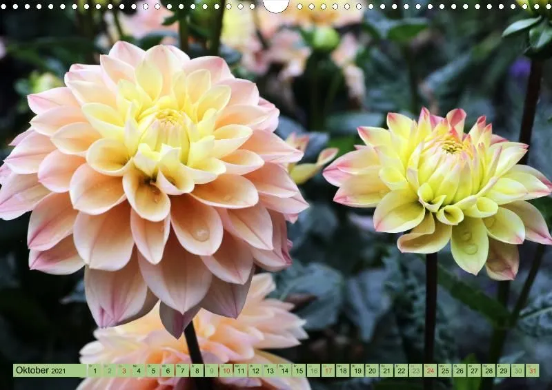 Dahlien 2021 (v5)