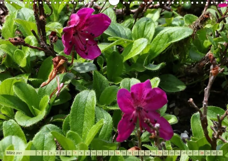 Rennsteiggarten Oberhof