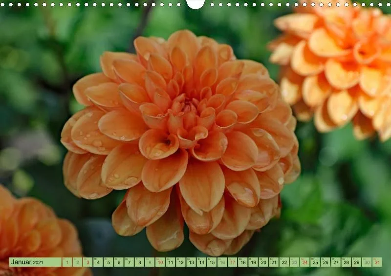 Dahlien 2021 (v5)