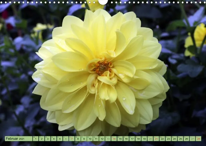 Dahlien 2021 (v5)
