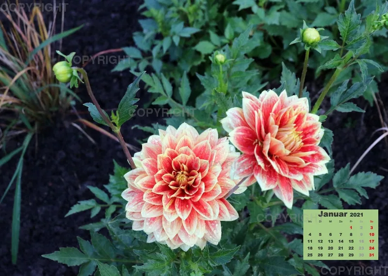 Dahlien 2021 (v1)