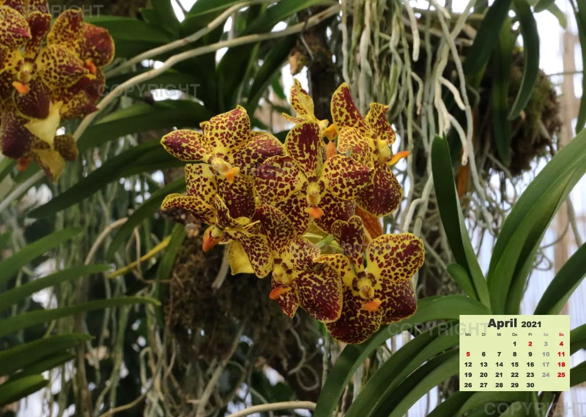 Orchideen 2021