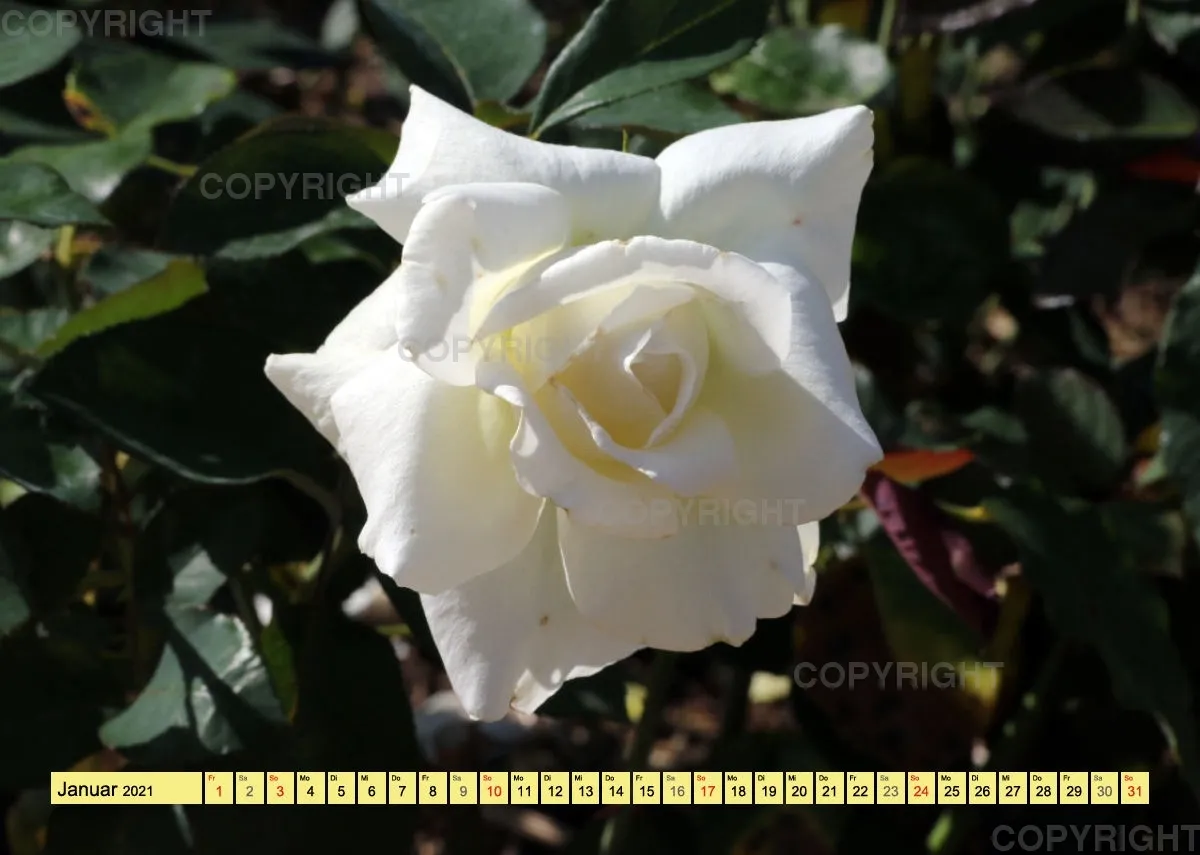 Rosen 2021 (v9 / A4)