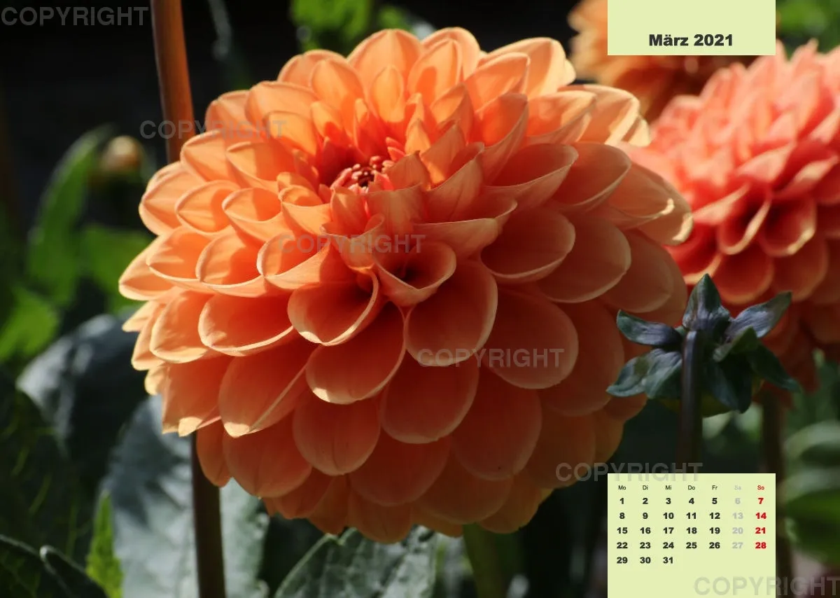 Dahlien 2021 (v4)