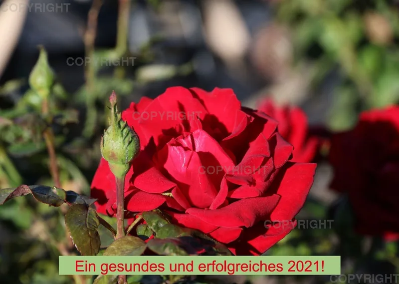 Rosen 2021 (v6)