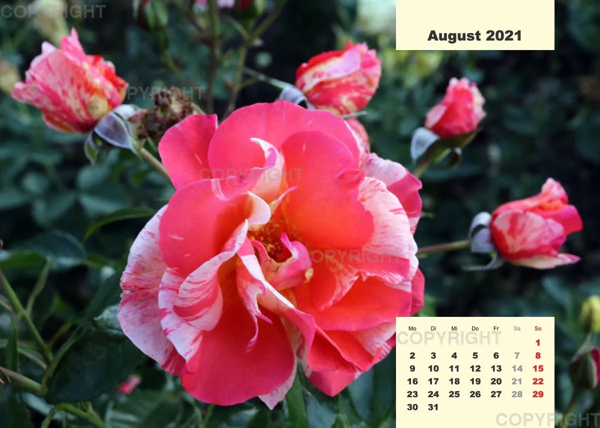 Rosen 2021 (v7 / A4)