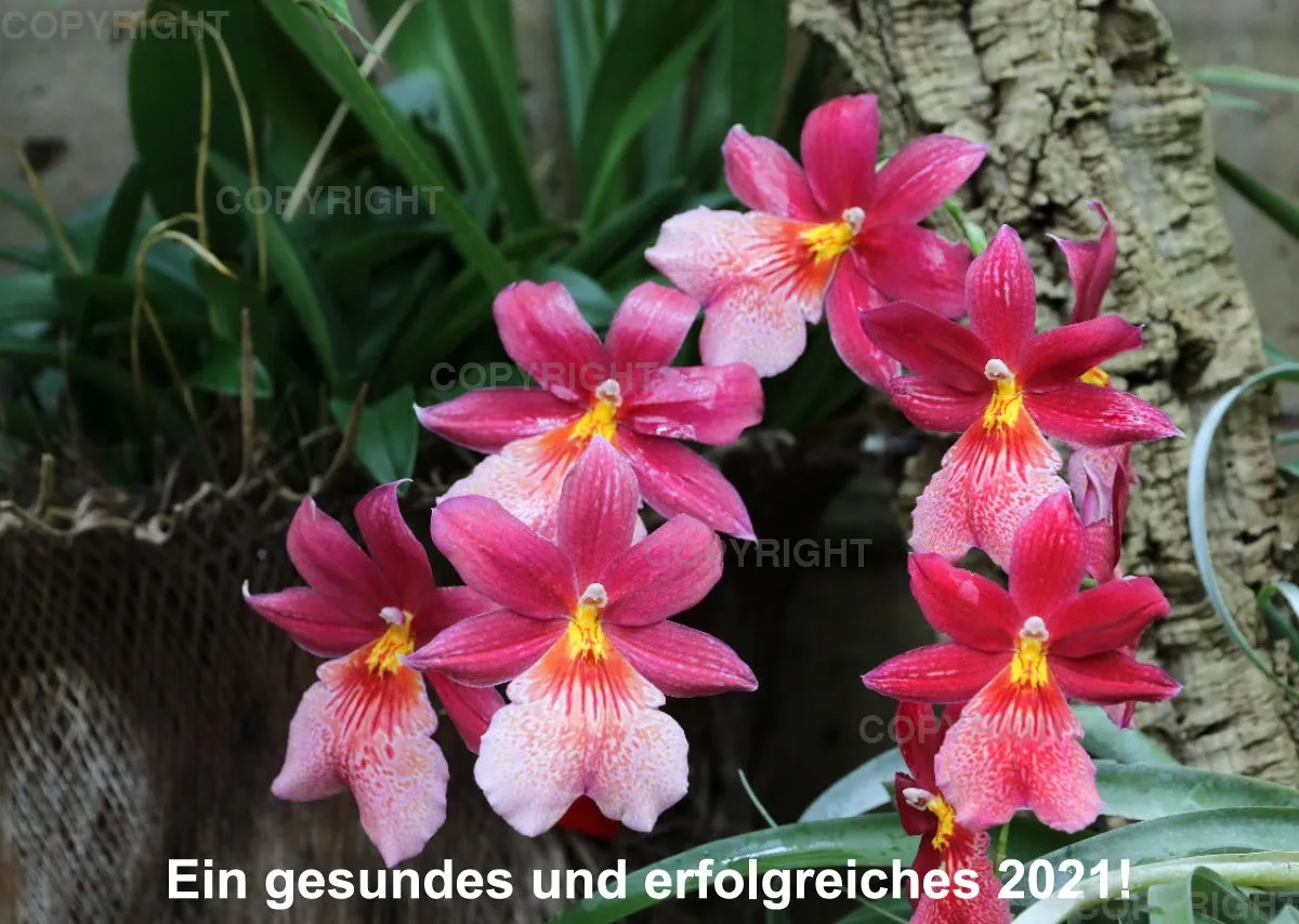 Orchideen 2021