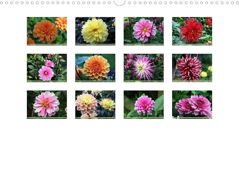 Dahlien 2021 (v5)