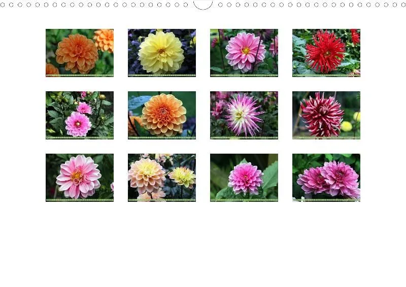 Dahlien 2021 (v5)