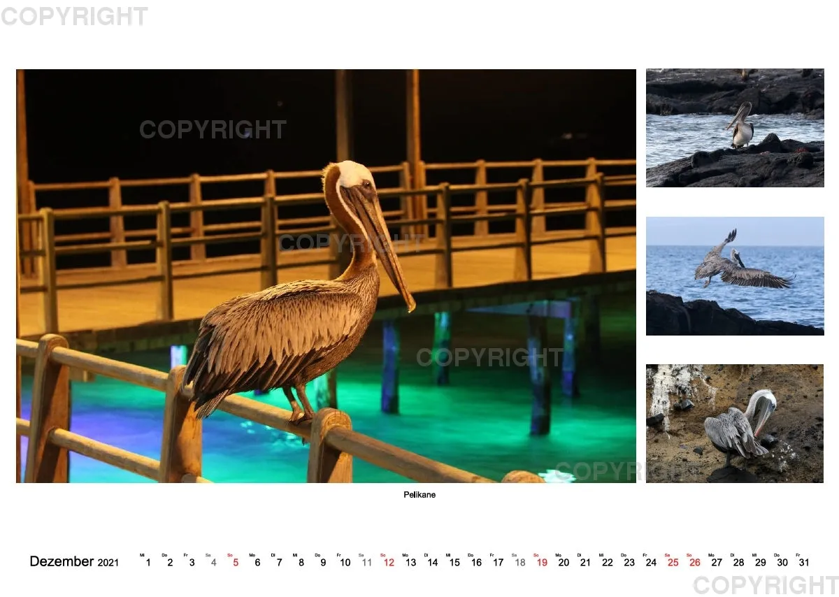 Galapagos 2021