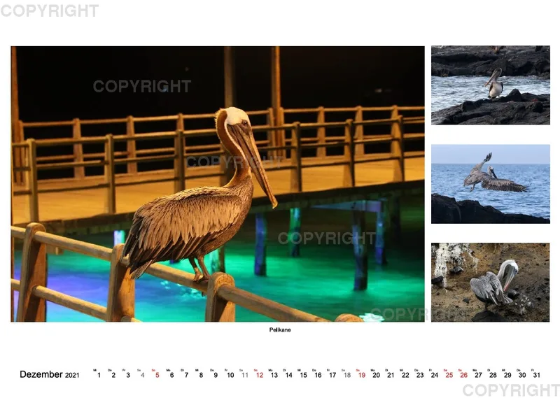 Galapagos 2021