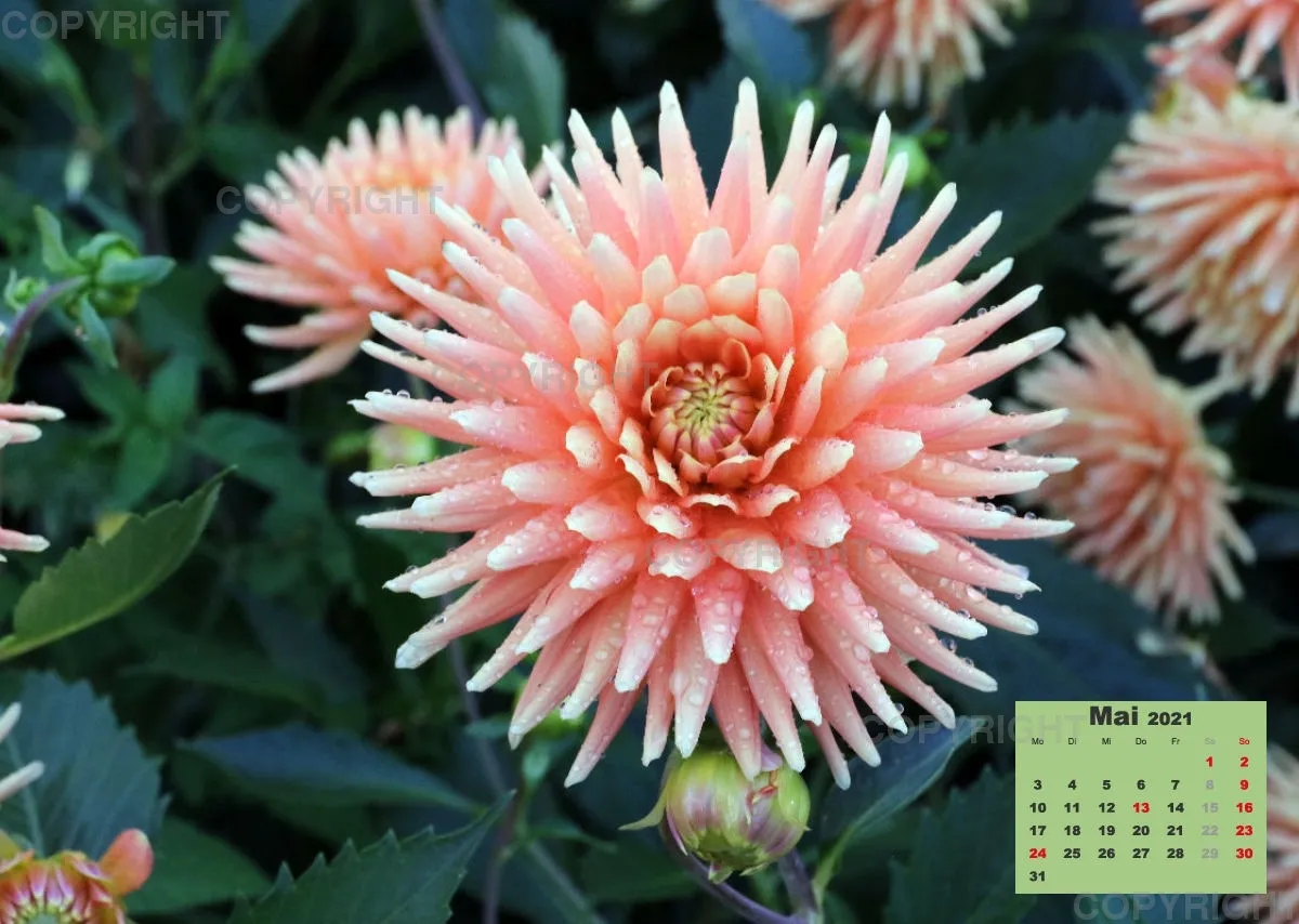 Dahlien 2021 (v1)