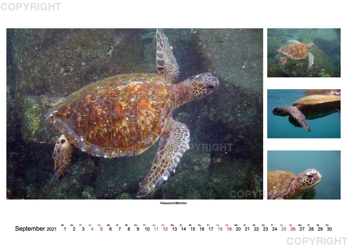 Galapagos 2021 (A2)